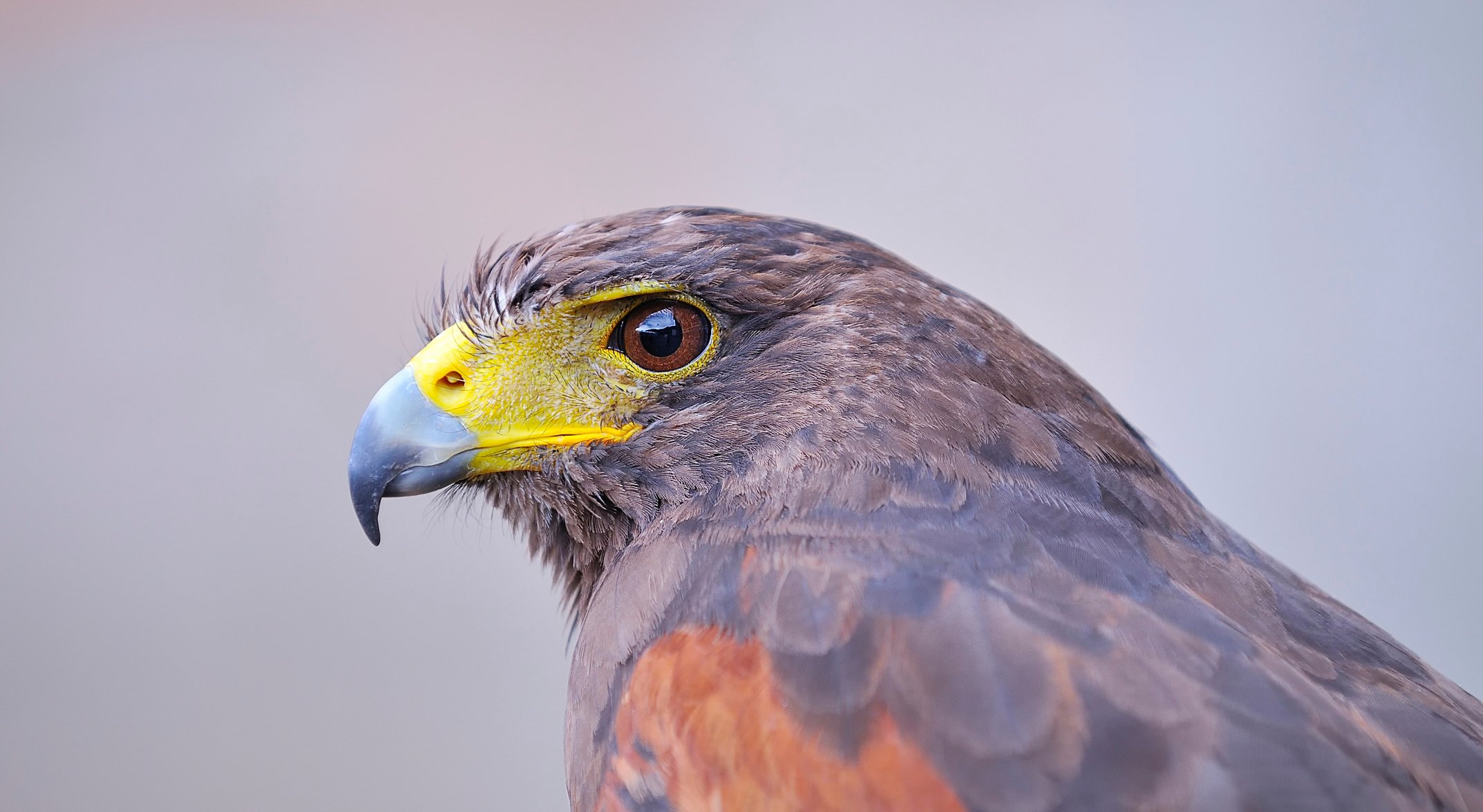 Halcon de Harris.